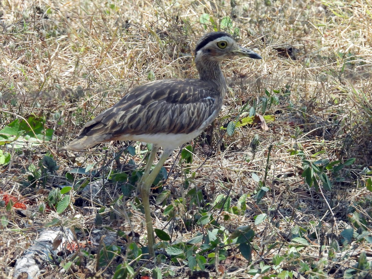 Double-striped Thick-knee - ML617249417