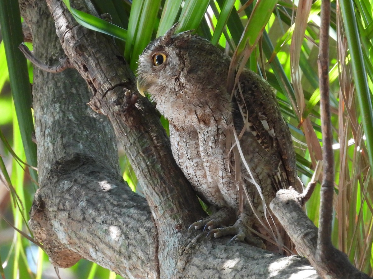 Pacific Screech-Owl - Urs Geiser
