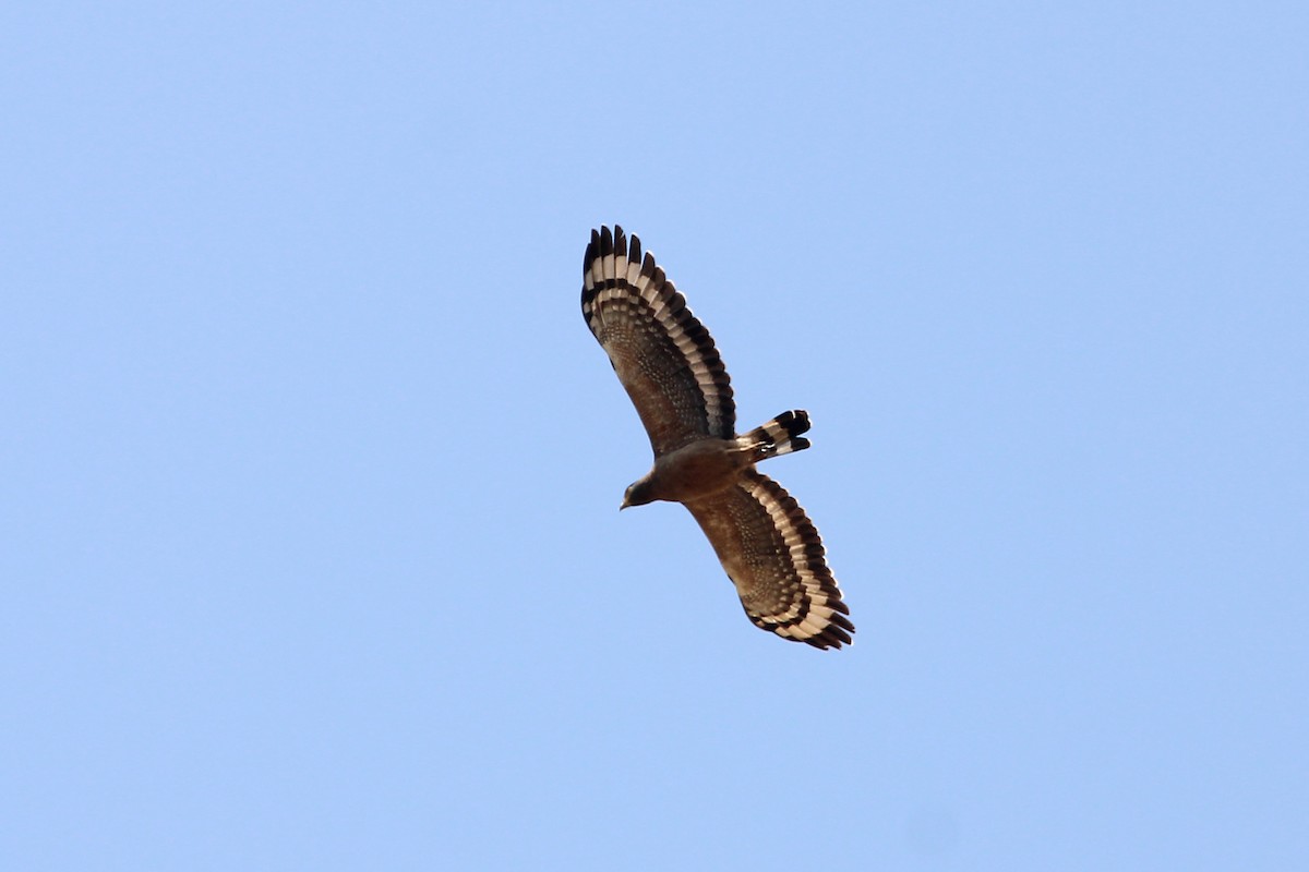 Crested Serpent-Eagle - ML617249632