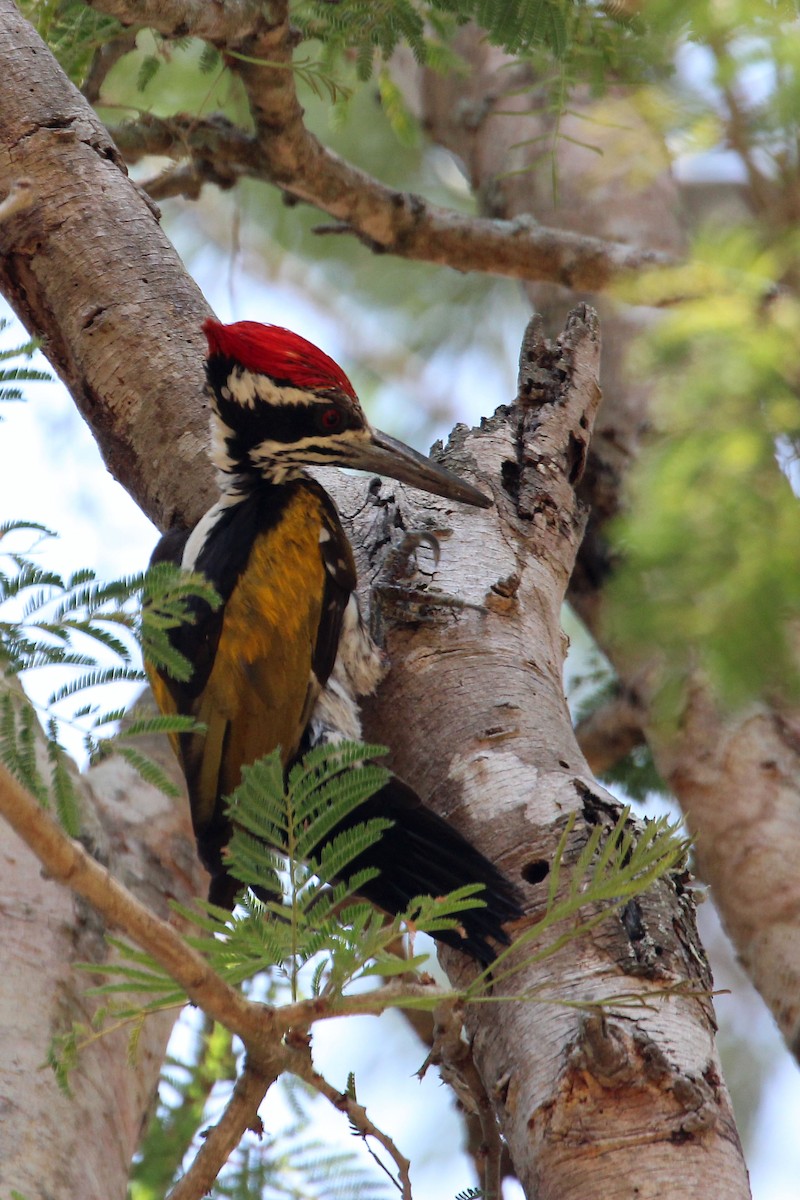 White-naped Woodpecker - Elias Thomas