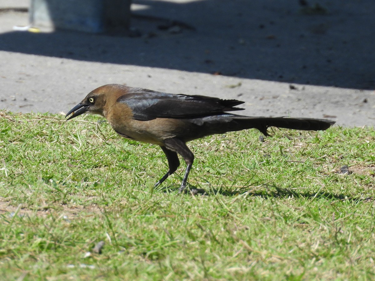 Great-tailed Grackle - ML617249677