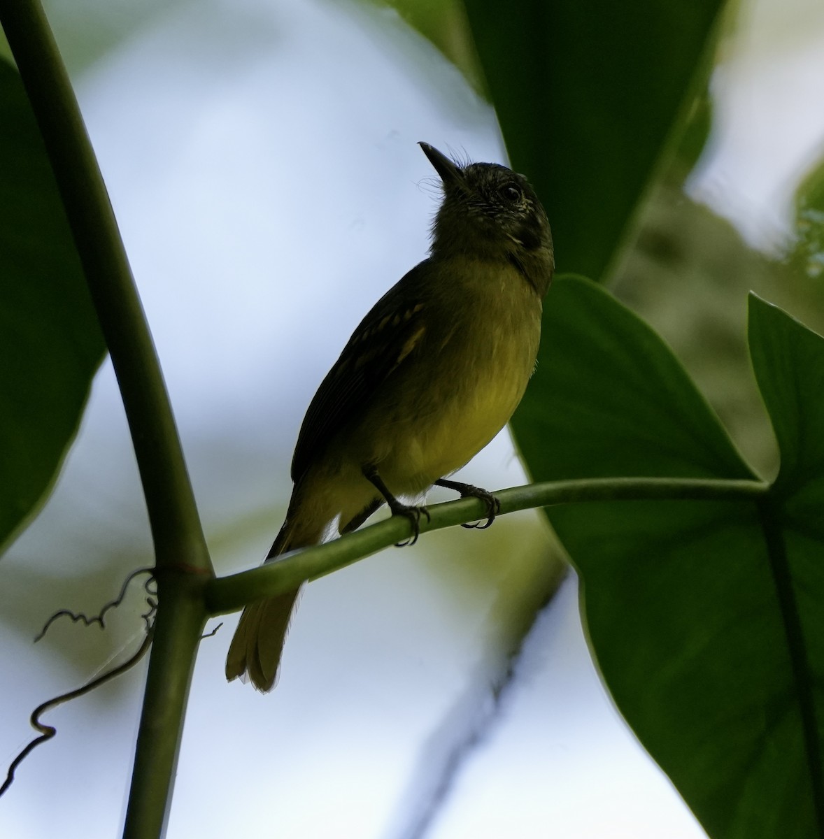 Sepia-capped Flycatcher - ML617249717