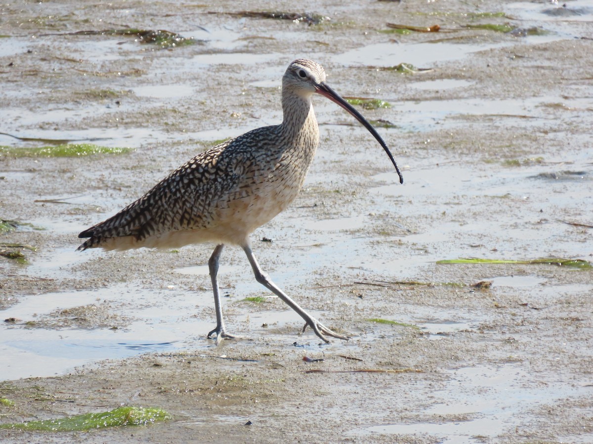 Long-billed Curlew - ML617249742