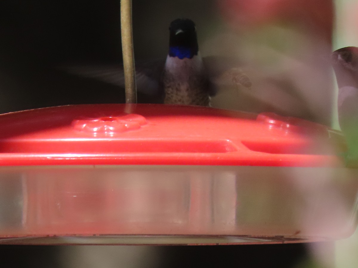 Black-chinned Hummingbird - ML617249767