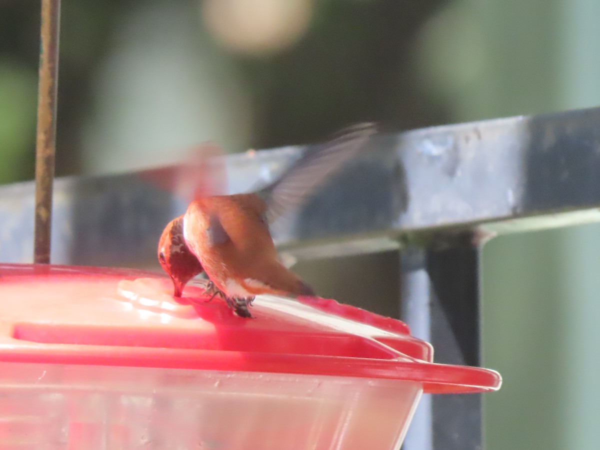 Rufous Hummingbird - ML617249802