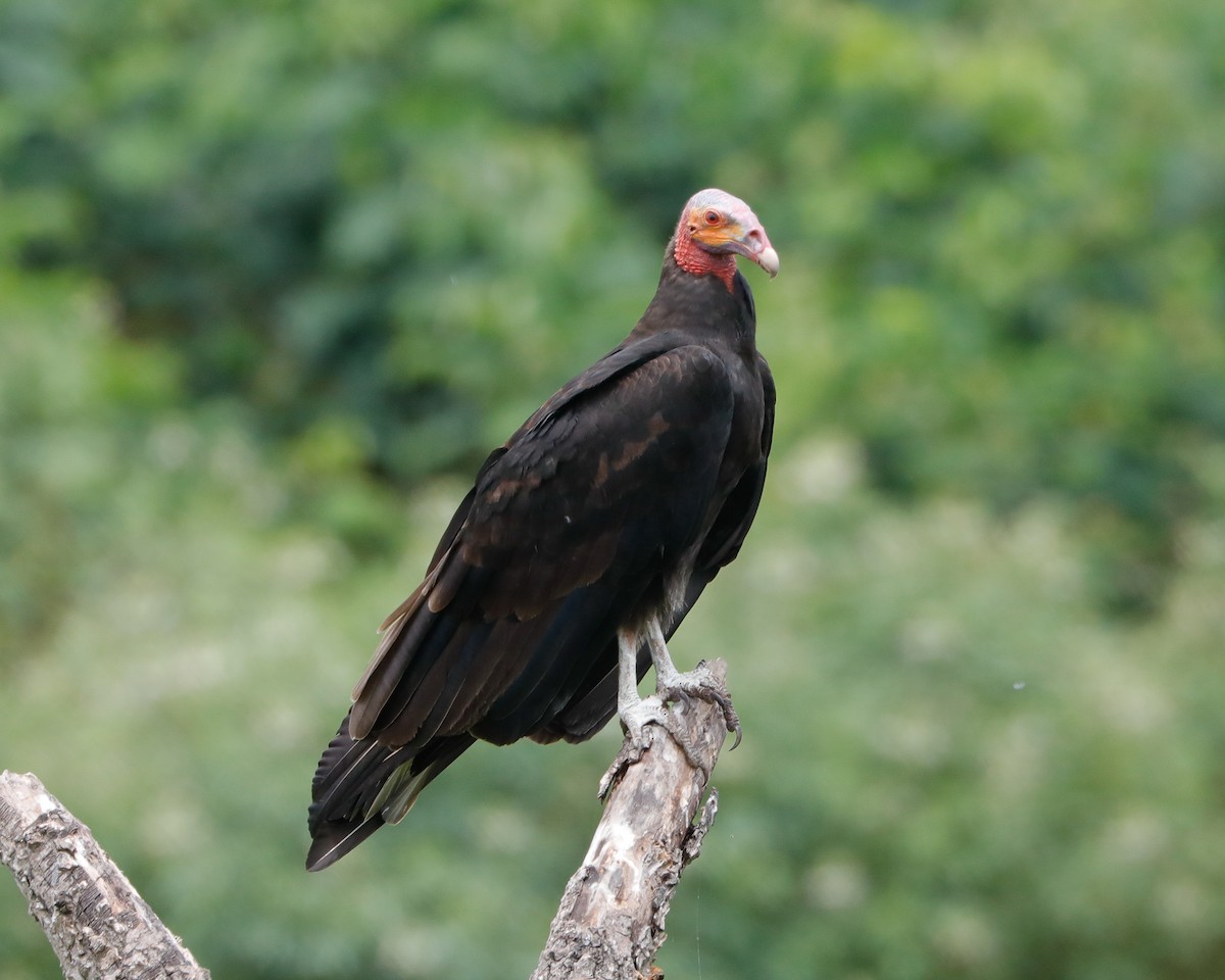 Lesser Yellow-headed Vulture - ML617249842