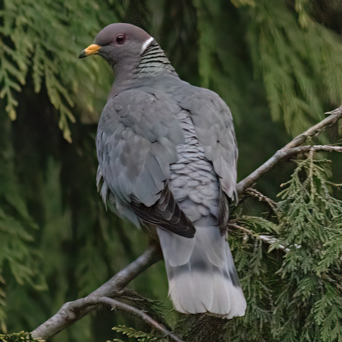 Band-tailed Pigeon - Jeff Todoroff