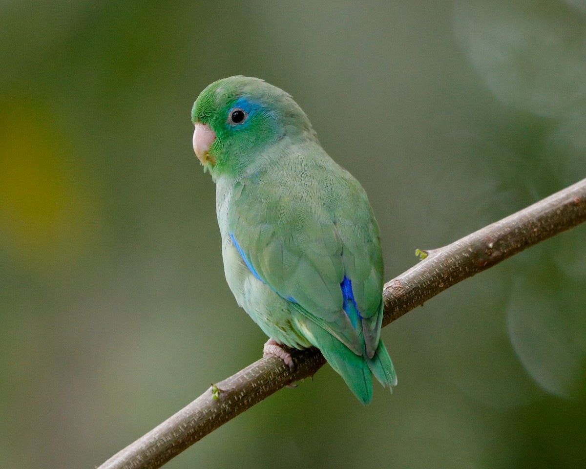 Spectacled Parrotlet - ML617249859