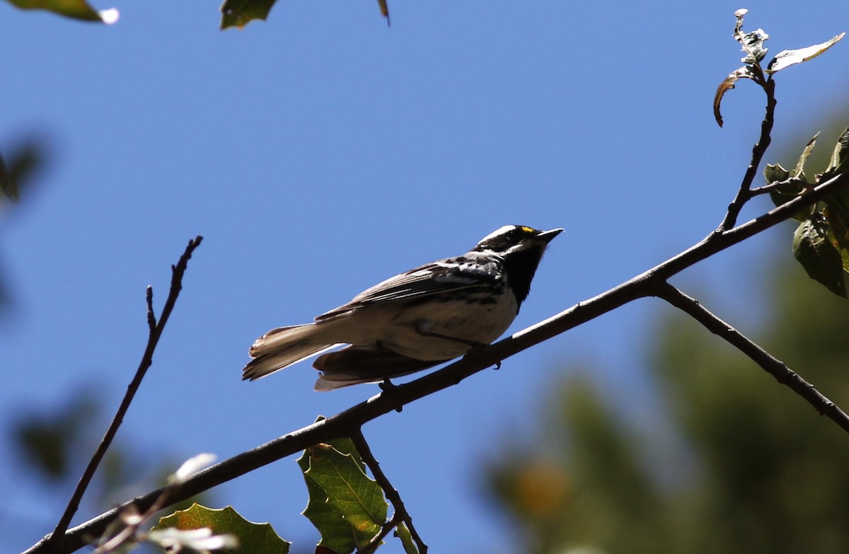 Black-throated Gray Warbler - ML617249860