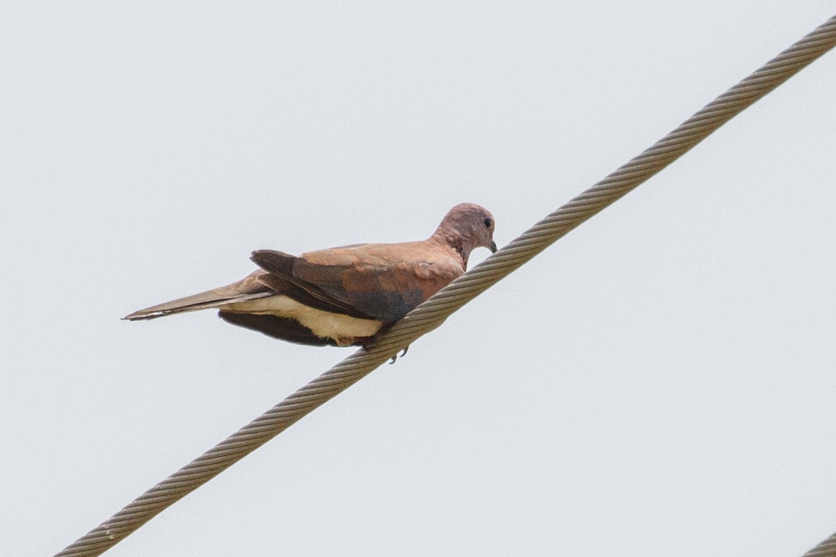 Laughing Dove - ML617249879
