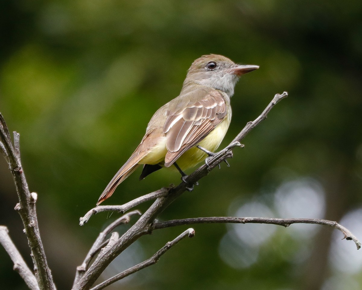 Great Crested Flycatcher - ML617249893