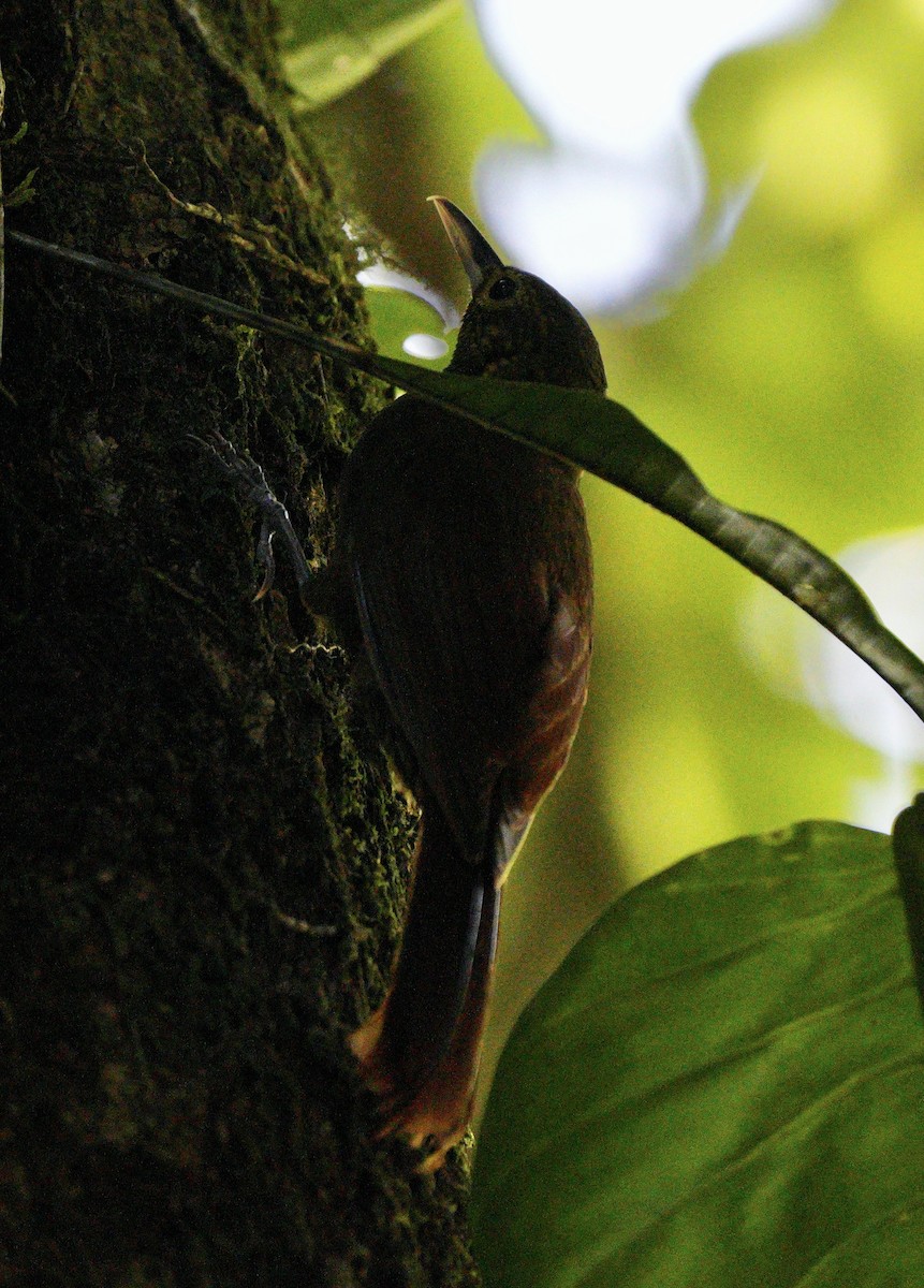 Spotted Woodcreeper - ML617249897