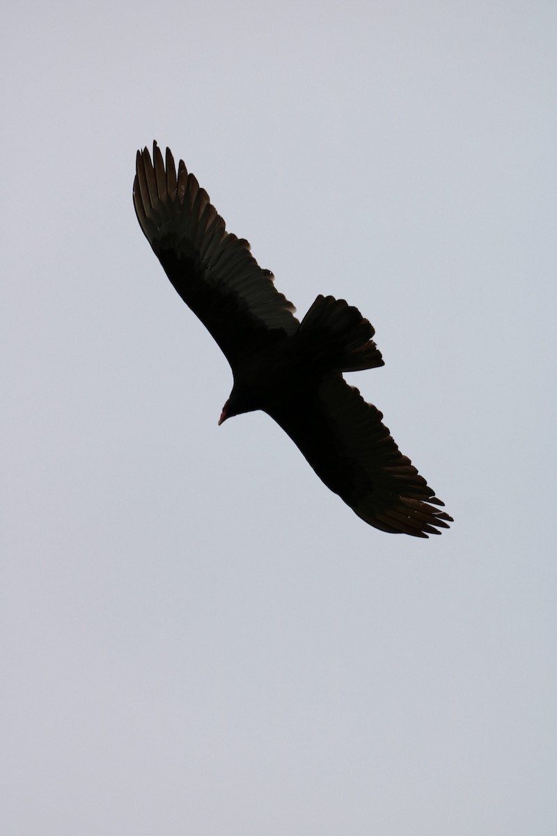 Turkey Vulture - ML617249924
