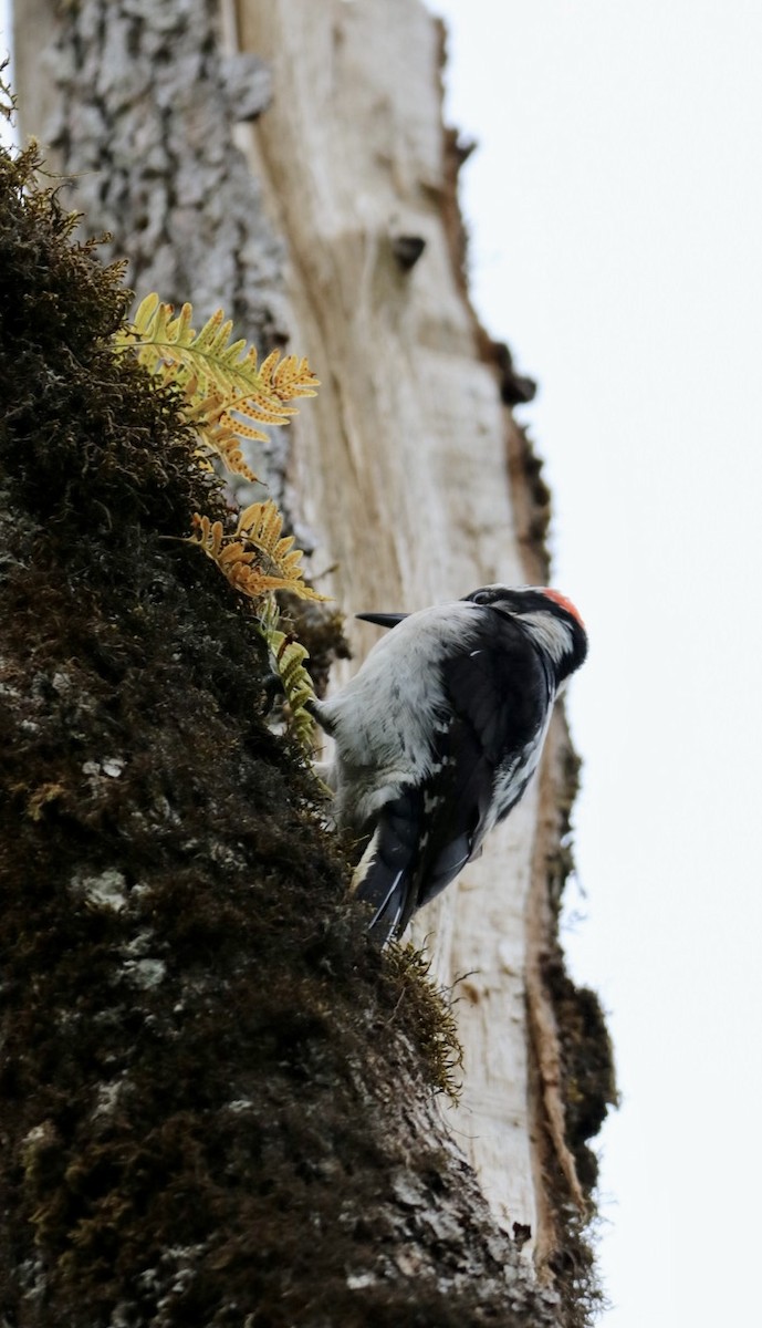Hairy Woodpecker - ML617249993