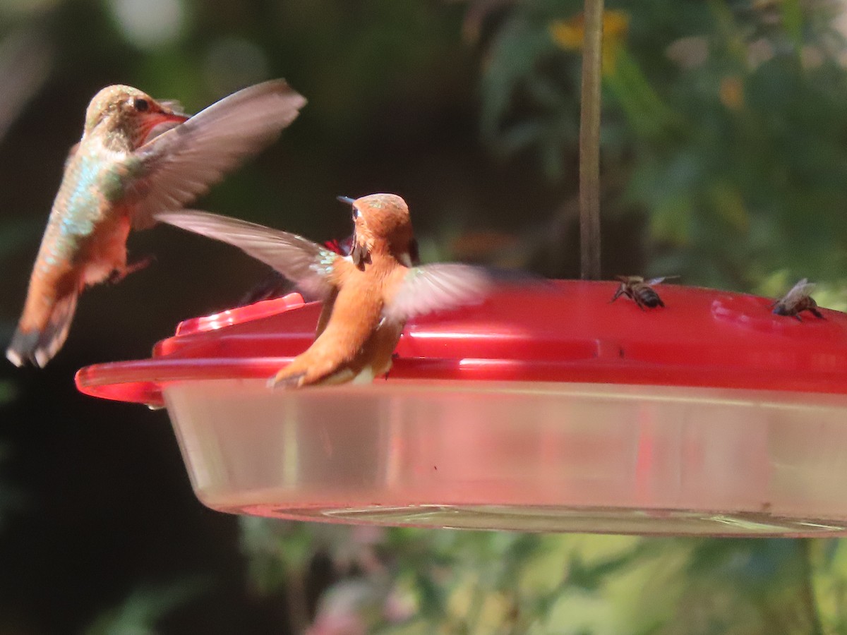 Rufous Hummingbird - ML617249994