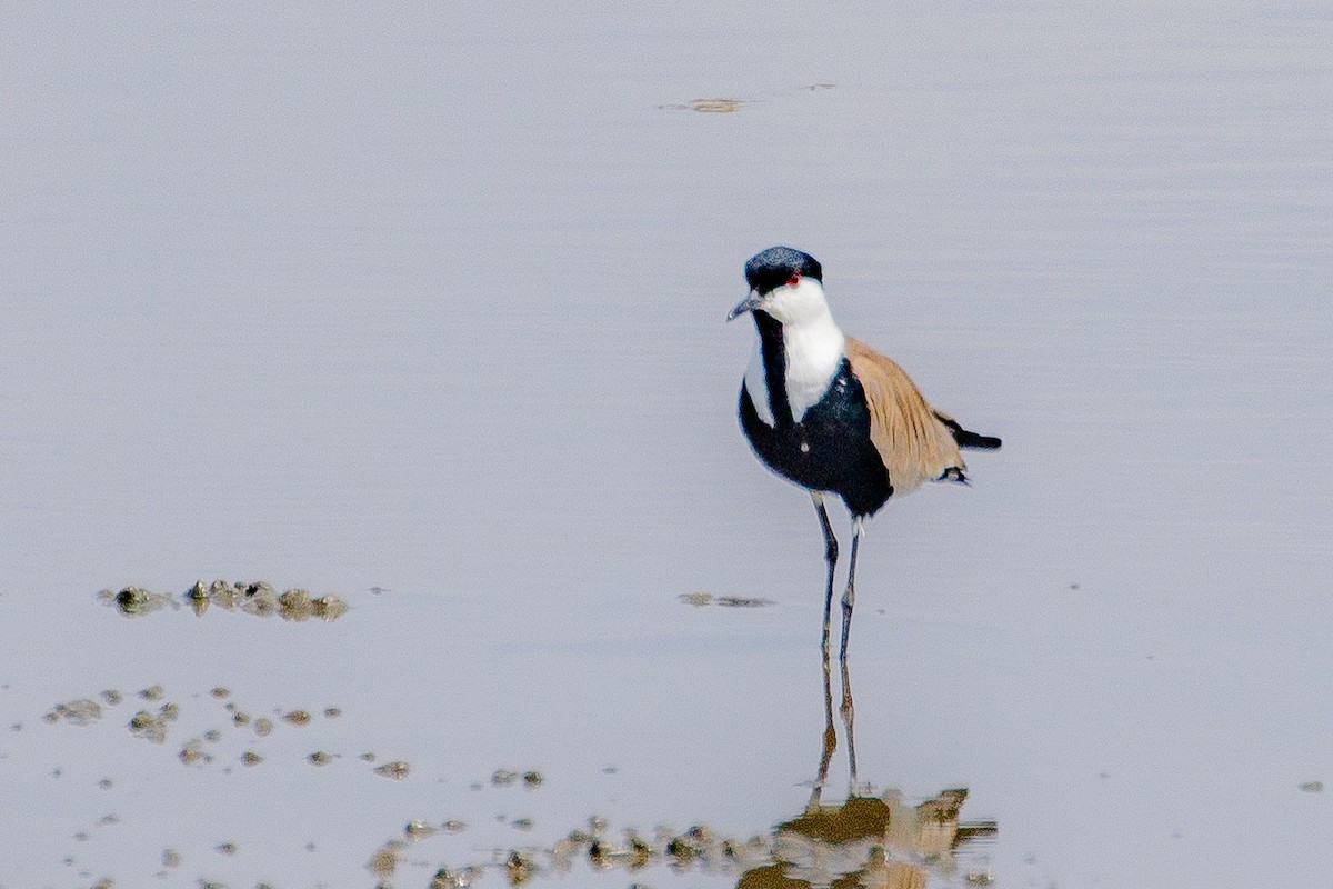 Spur-winged Lapwing - ML617250026