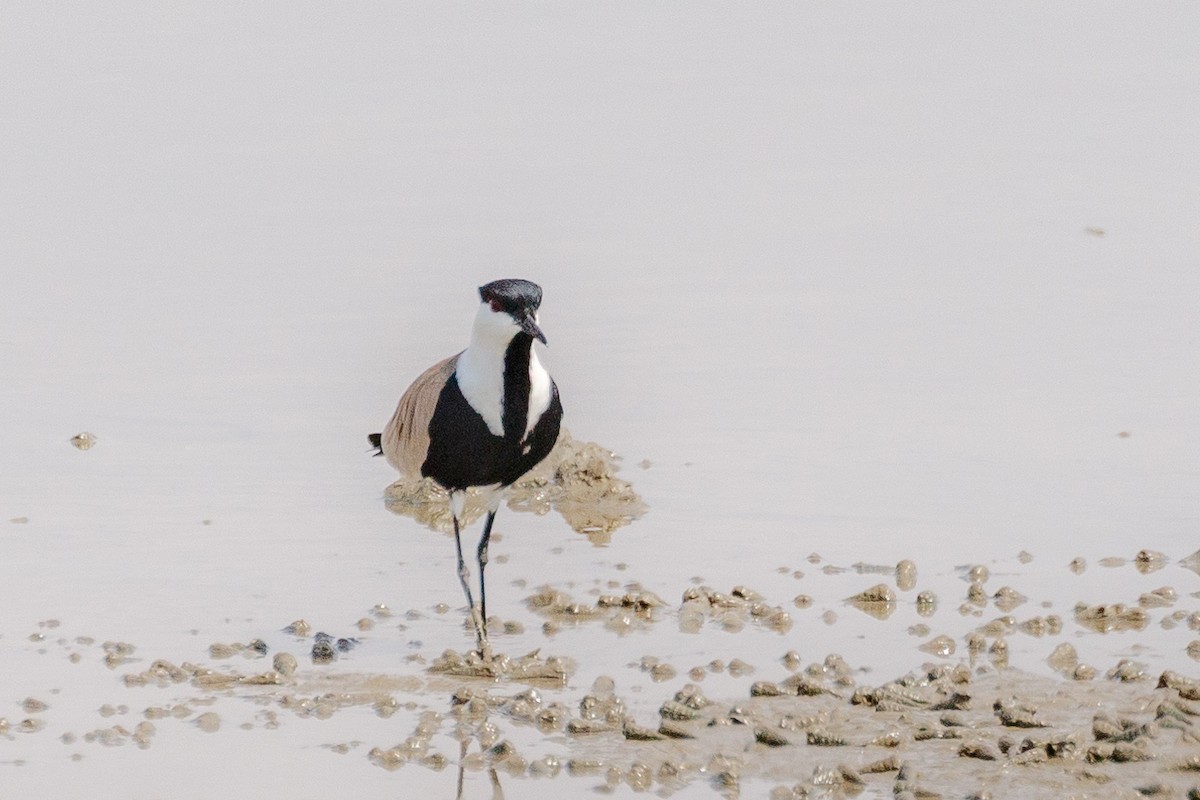 Spur-winged Lapwing - ML617250027