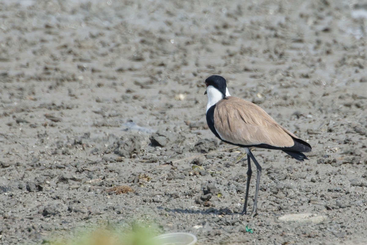 Spur-winged Lapwing - ML617250028