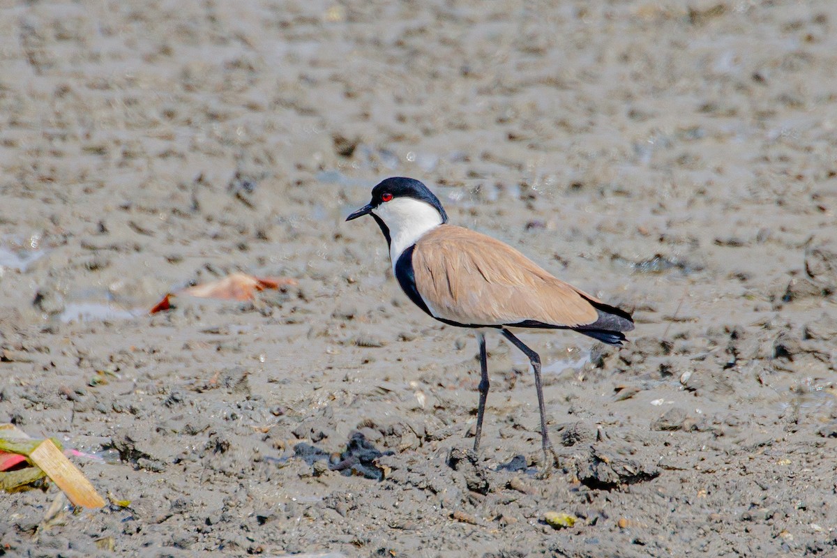 Spur-winged Lapwing - ML617250029