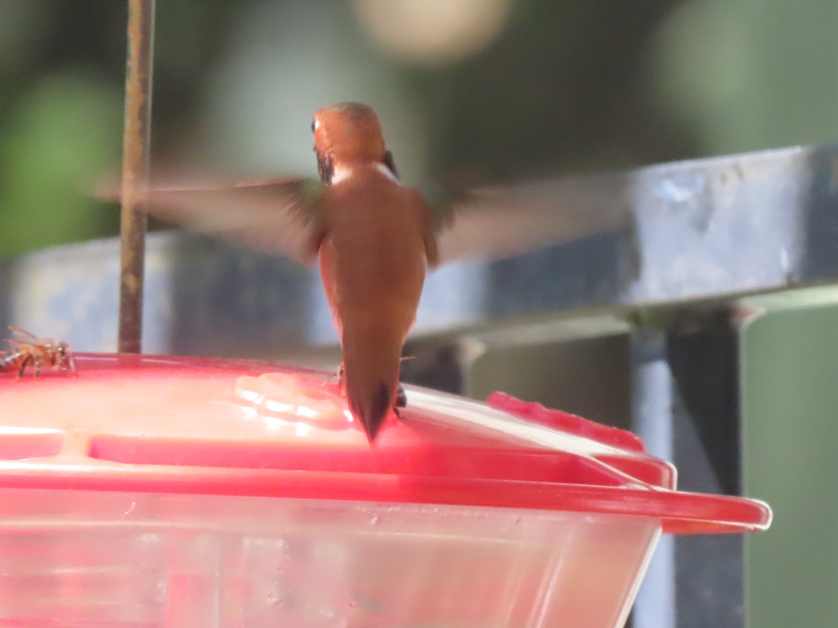 Rufous Hummingbird - ML617250038