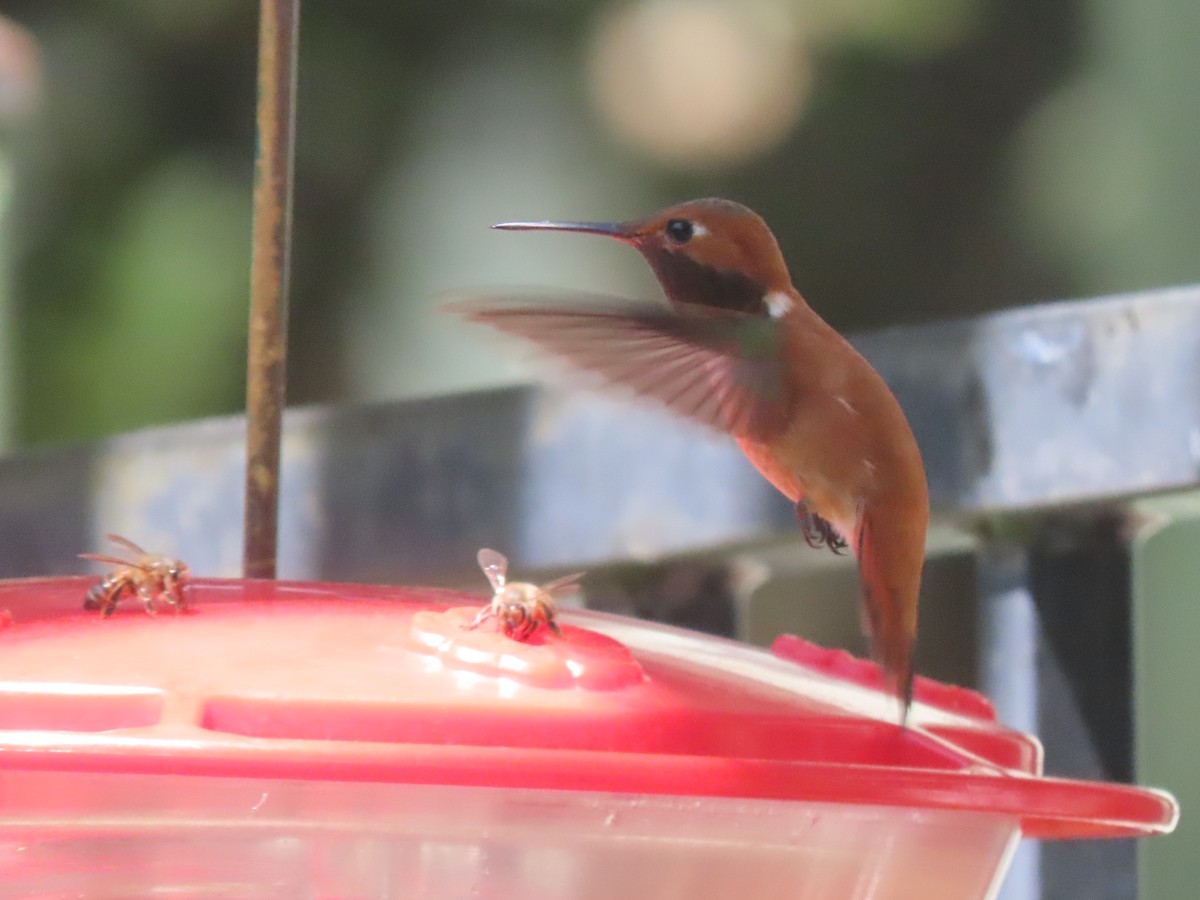 Rufous Hummingbird - Edana Salisbury
