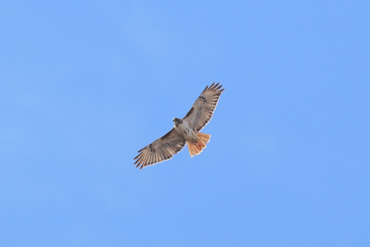 Red-tailed Hawk - ML617250051