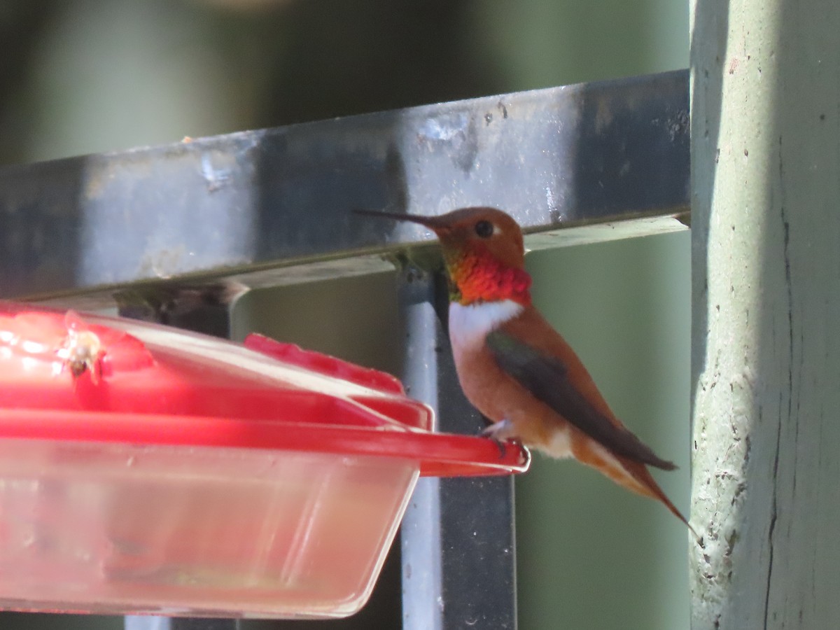 Rufous Hummingbird - ML617250083