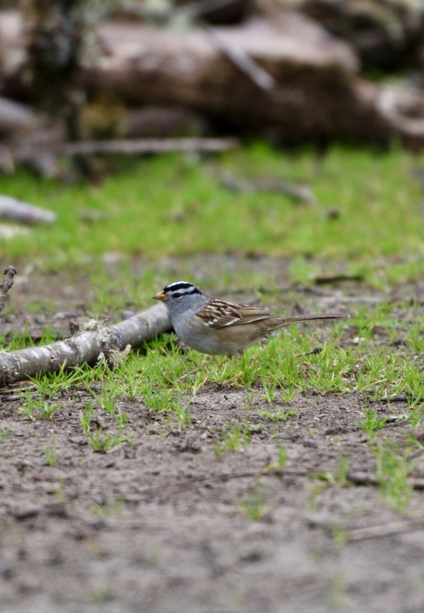 White-crowned Sparrow - ML617250100