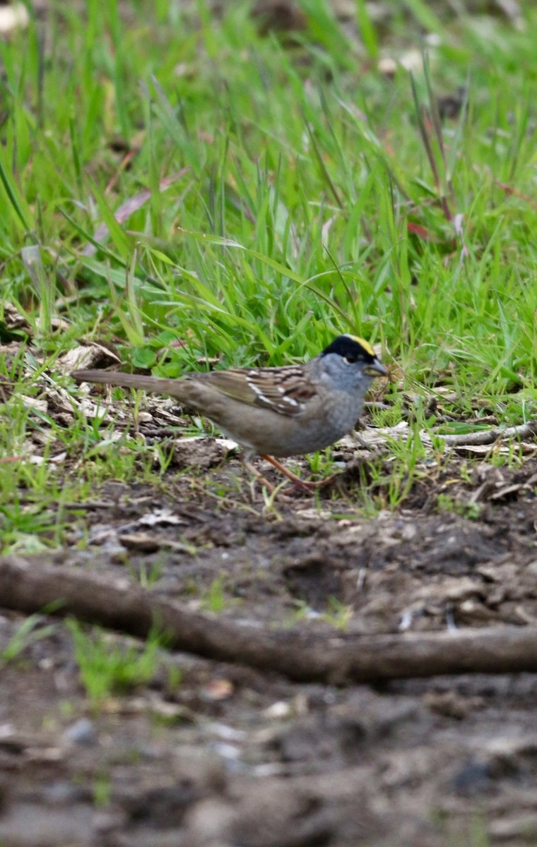 Golden-crowned Sparrow - ML617250105