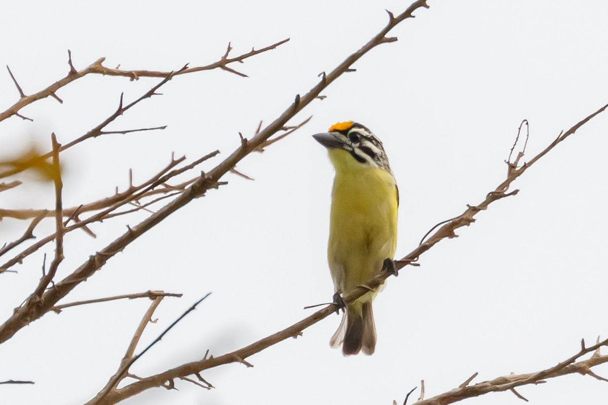 Yellow-fronted Tinkerbird - ML617250121