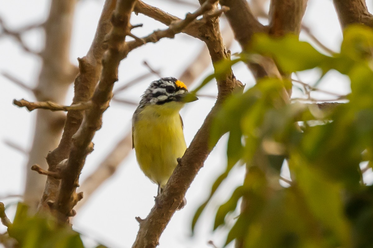 Yellow-fronted Tinkerbird - ML617250123