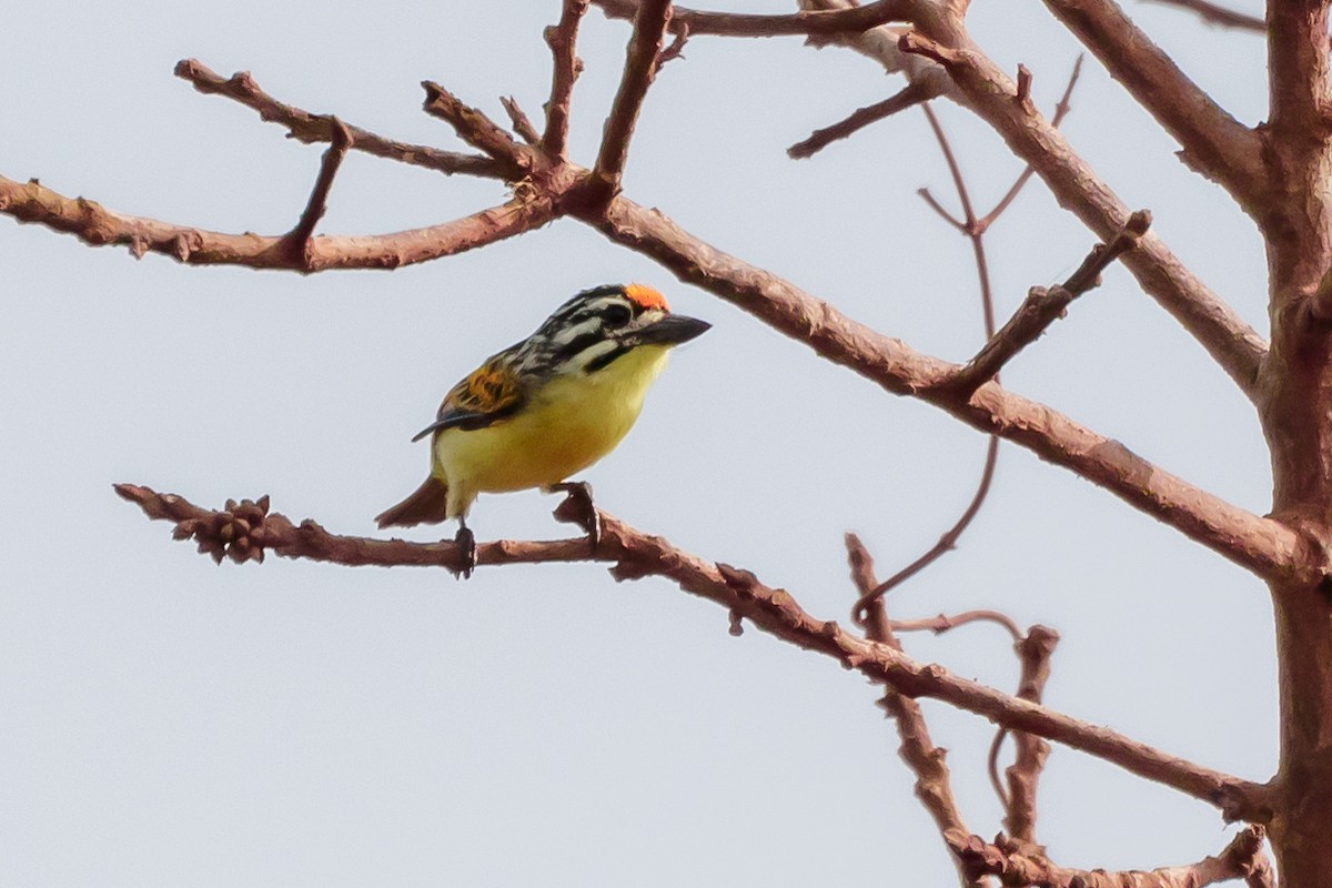 Yellow-fronted Tinkerbird - ML617250124