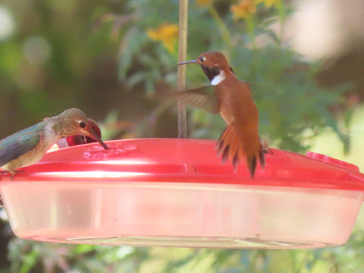 Rufous Hummingbird - ML617250203