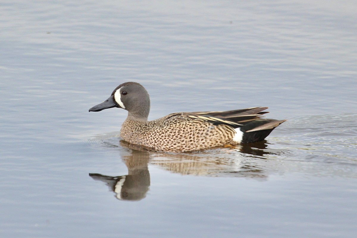 Blue-winged Teal - ML617250218