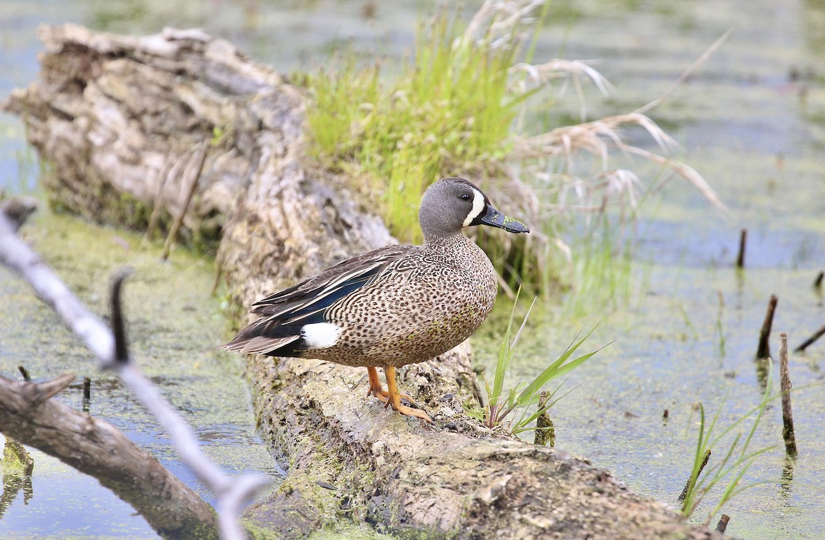 Blue-winged Teal - ML617250219