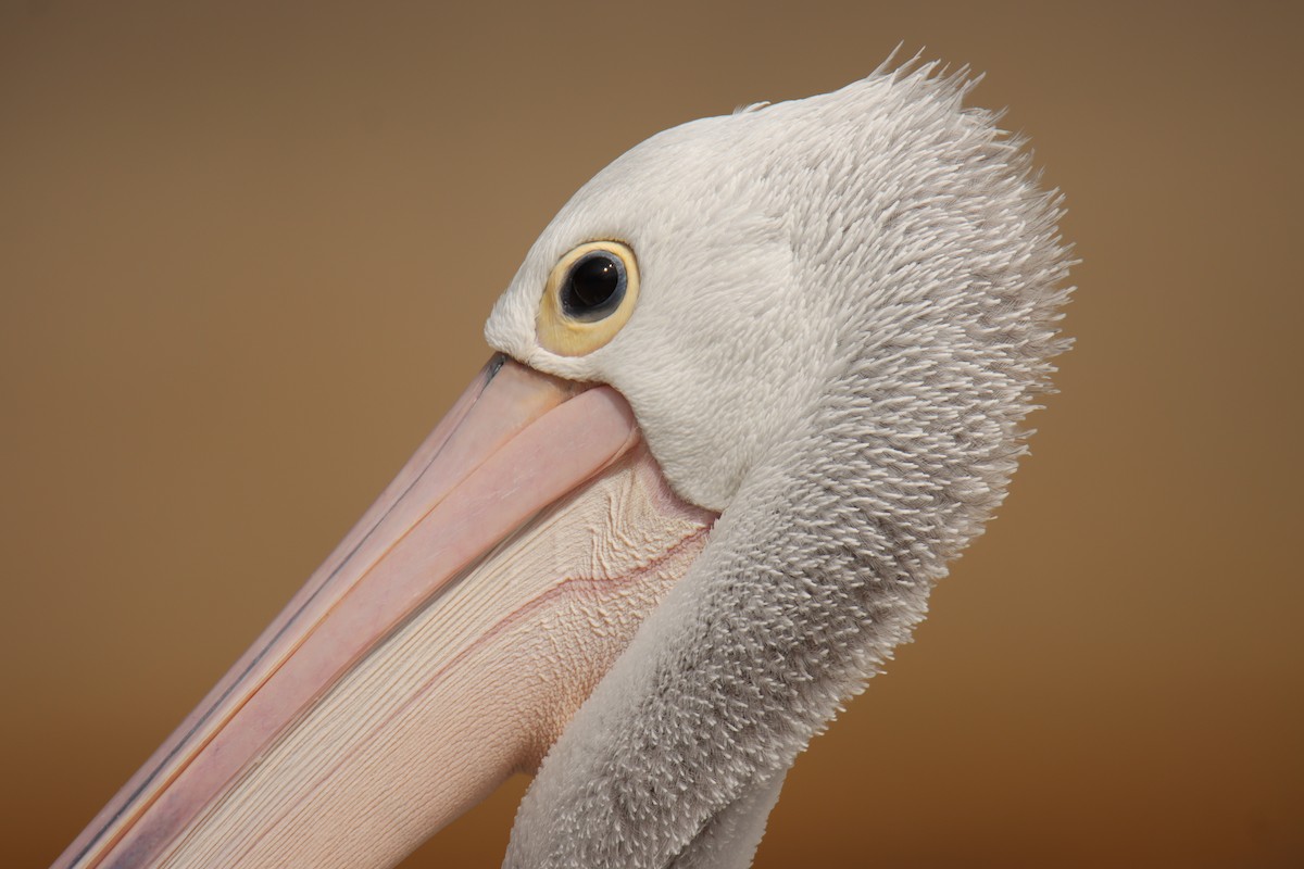 Australian Pelican - Sharon Redman