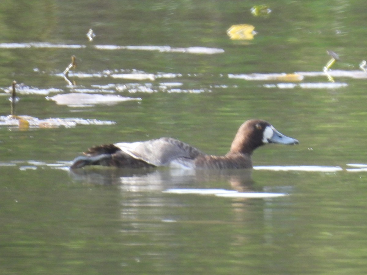 Greater Scaup - ML617250551