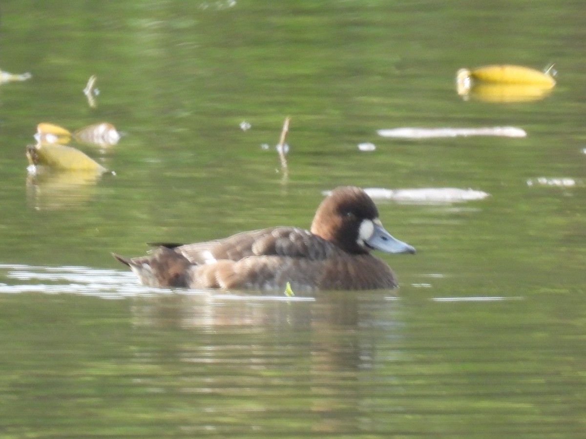 Greater Scaup - ML617250552