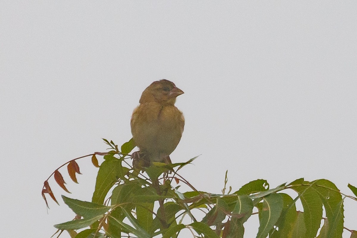 Yellow-mantled Widowbird (Yellow-mantled) - ML617250562
