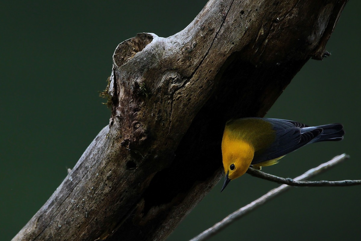 Prothonotary Warbler - ML617250601