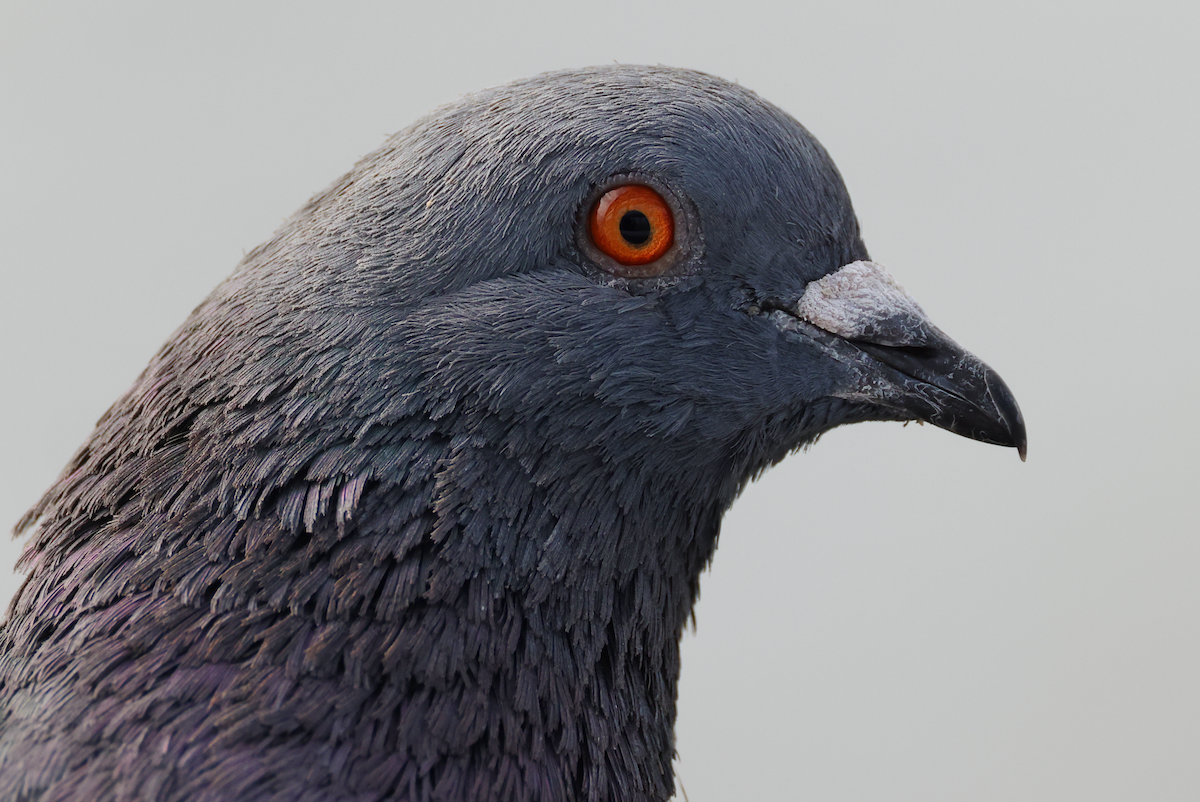 Pigeon biset (forme domestique) - ML617250653