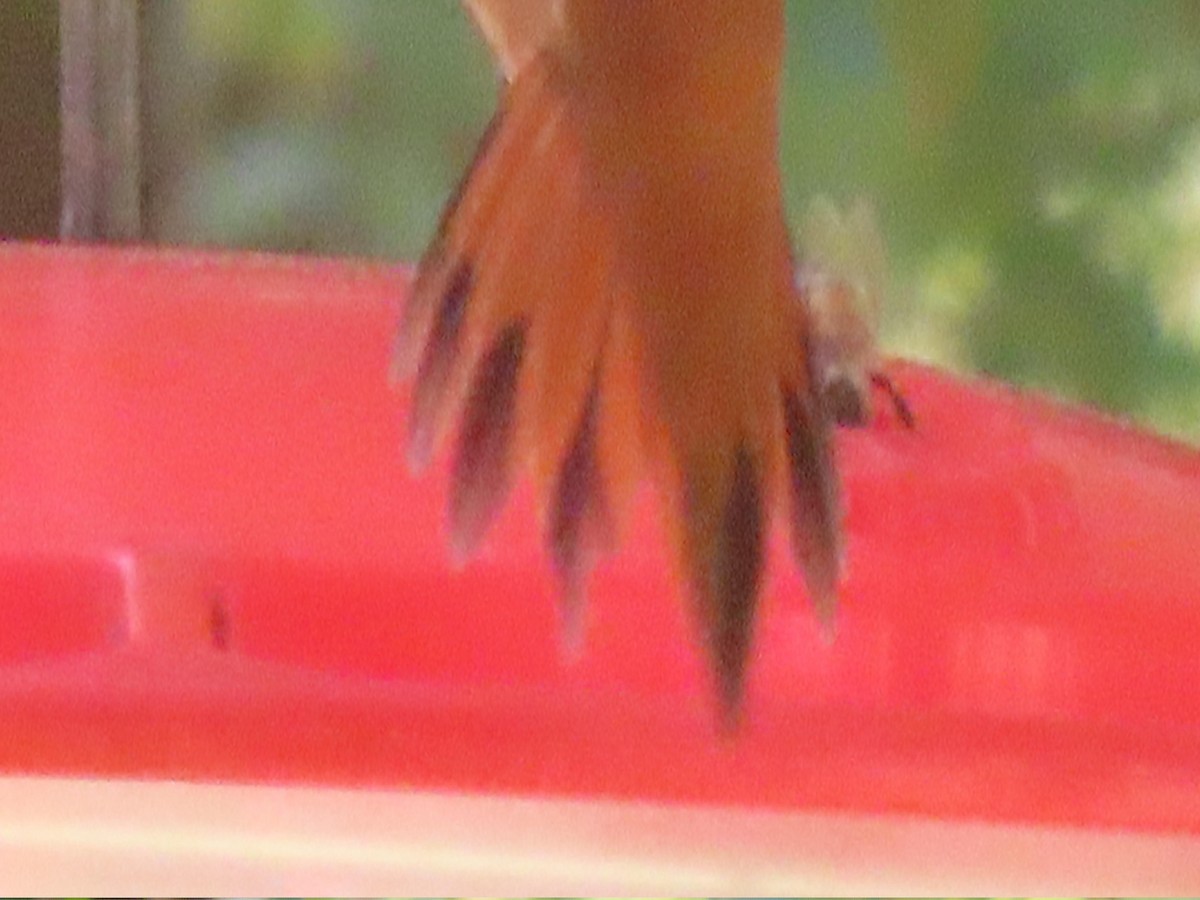 Rufous Hummingbird - ML617250670