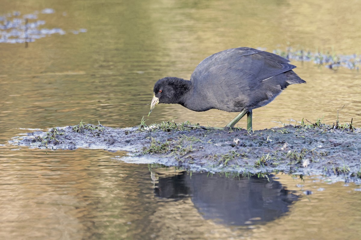 White-winged Coot - Nathan Wall