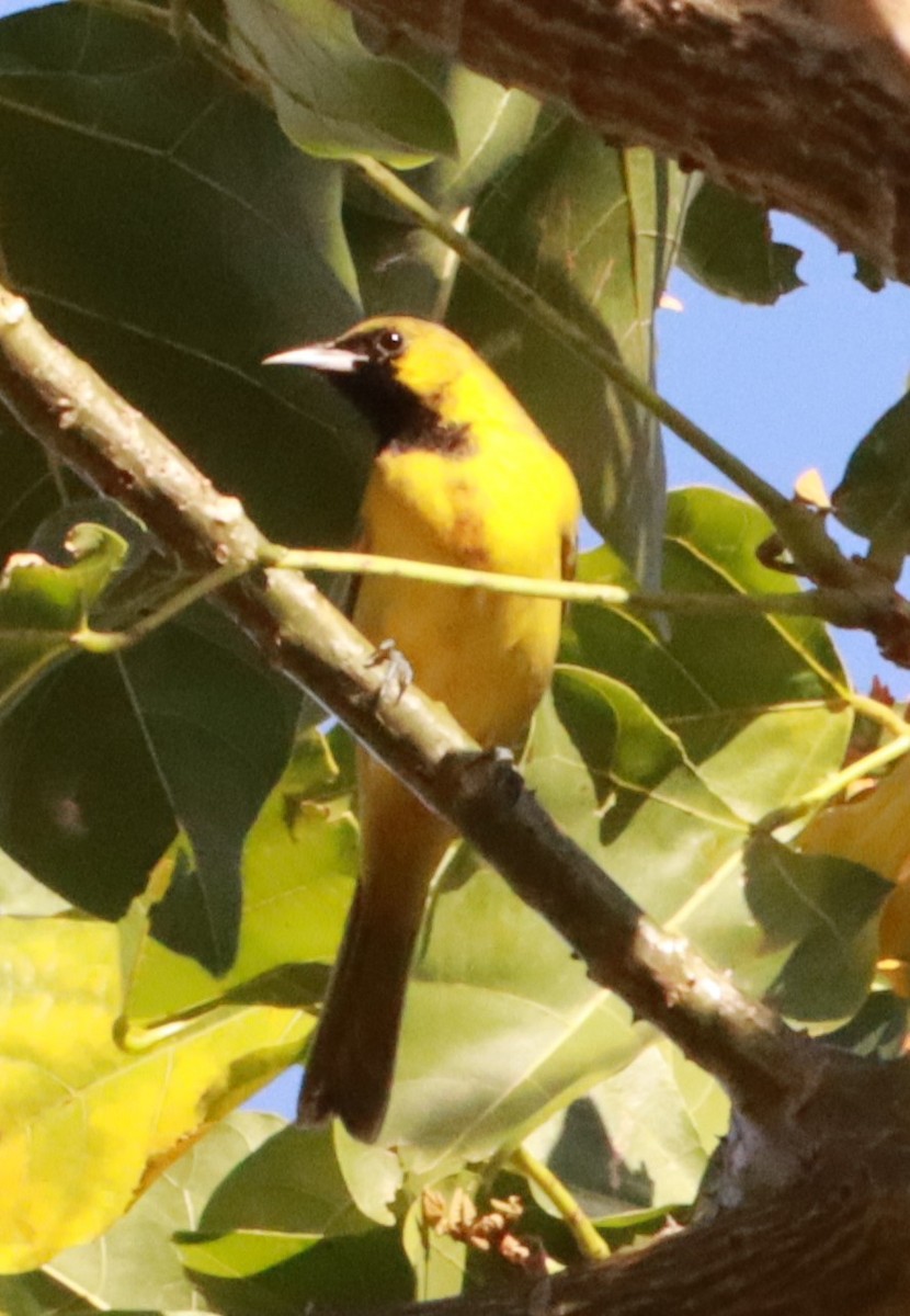Orchard Oriole - ML617250715