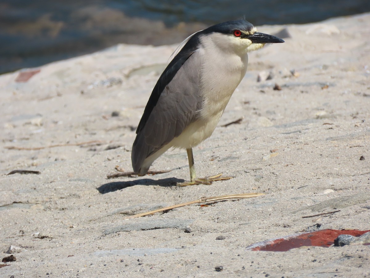Black-crowned Night Heron - John O'Donnell