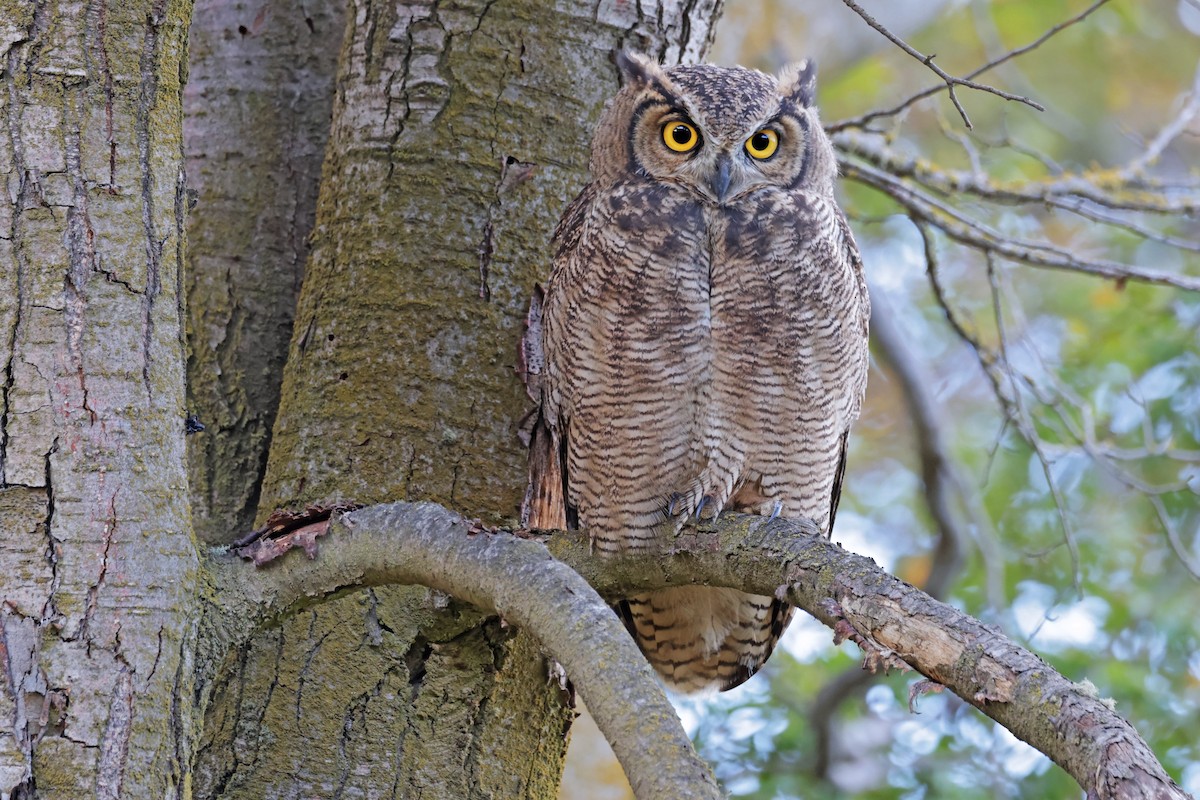 Lesser Horned Owl - Nathan Wall