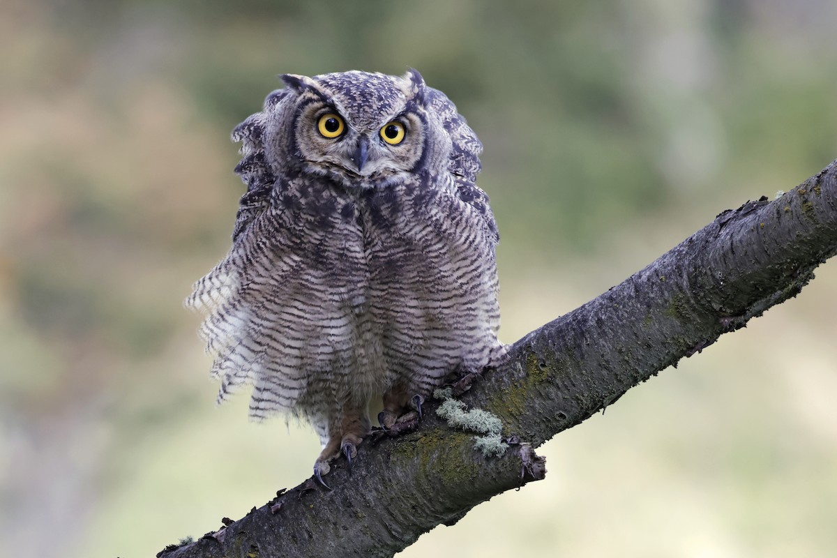 Lesser Horned Owl - ML617250892