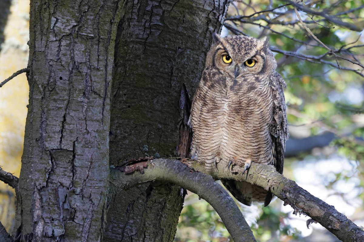 Lesser Horned Owl - ML617250903