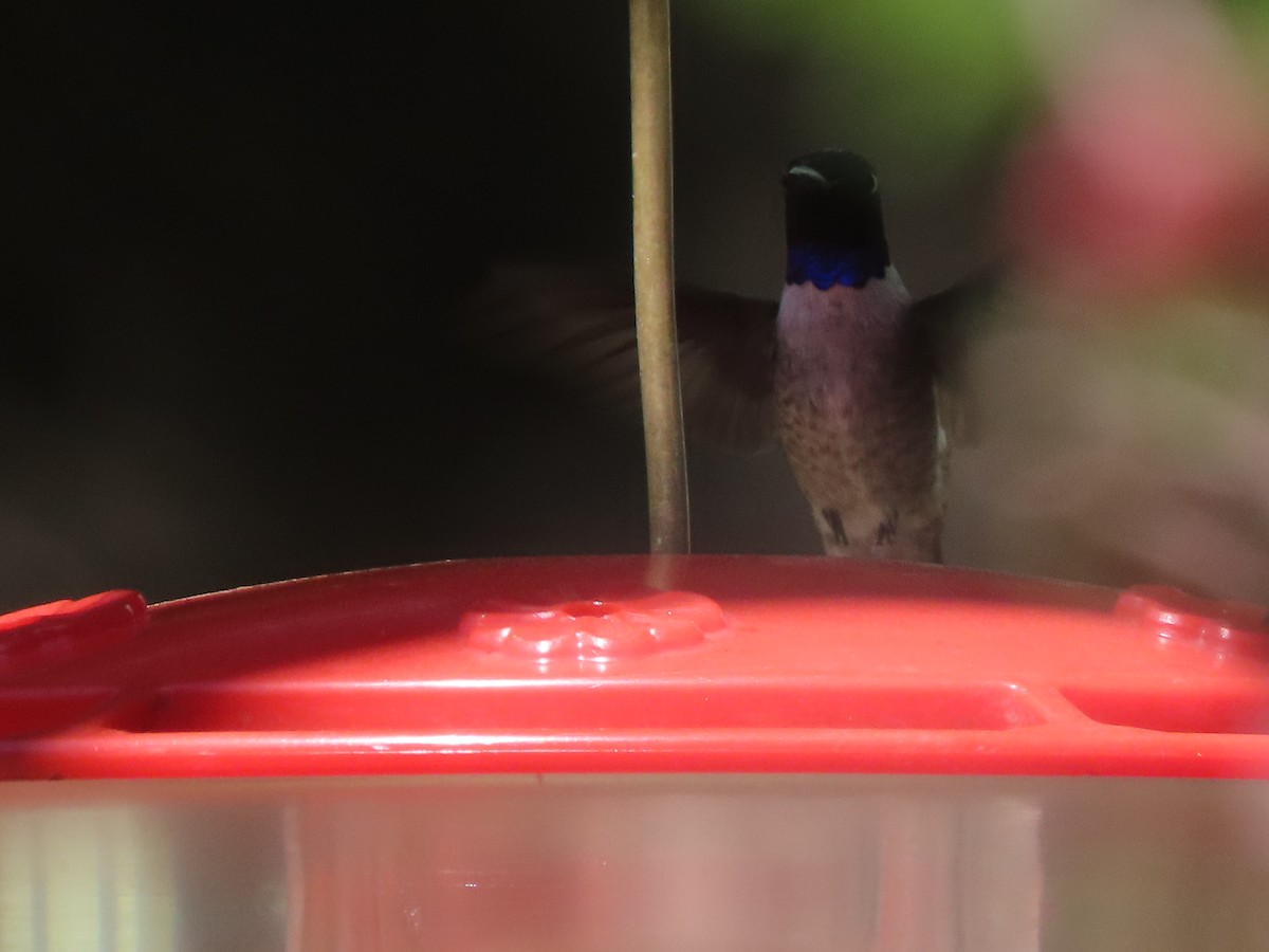 Black-chinned Hummingbird - ML617250904