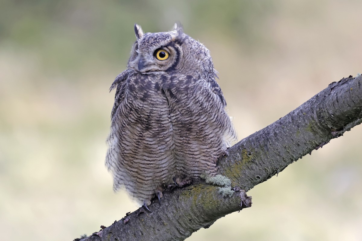 Lesser Horned Owl - ML617250971